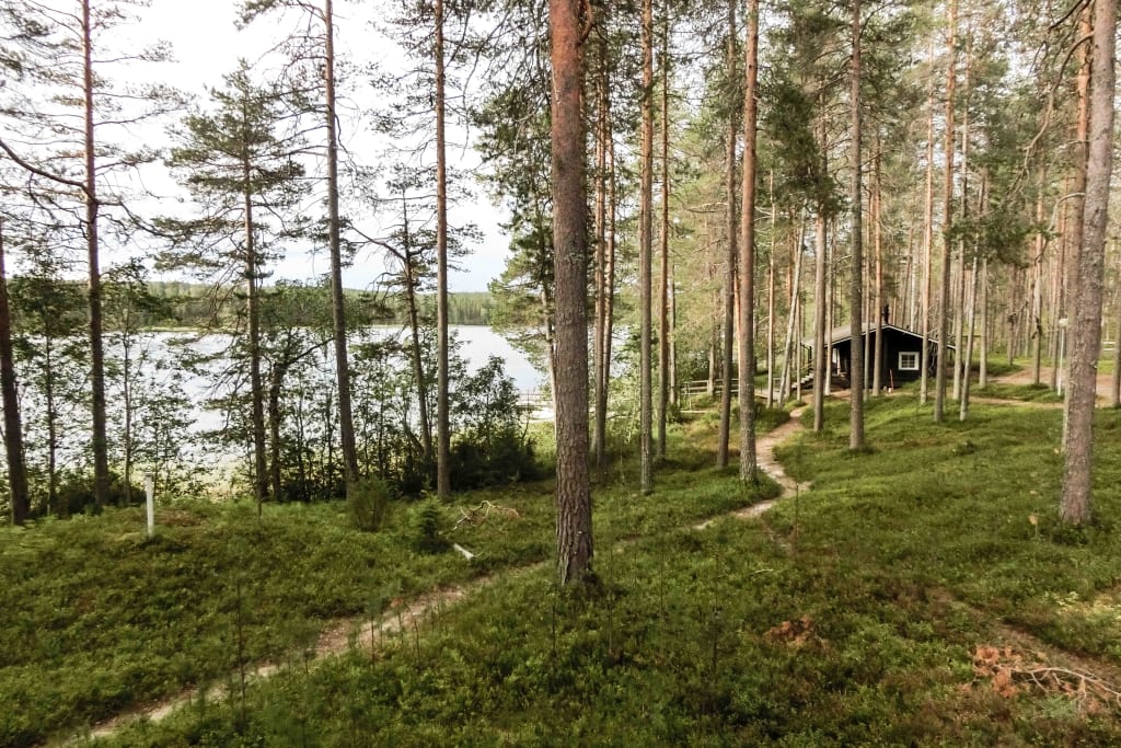 Foresta di conifere in Finlandia con sentiero naturale, paesaggio tipico dei viaggi a piedi nel Nord Europa